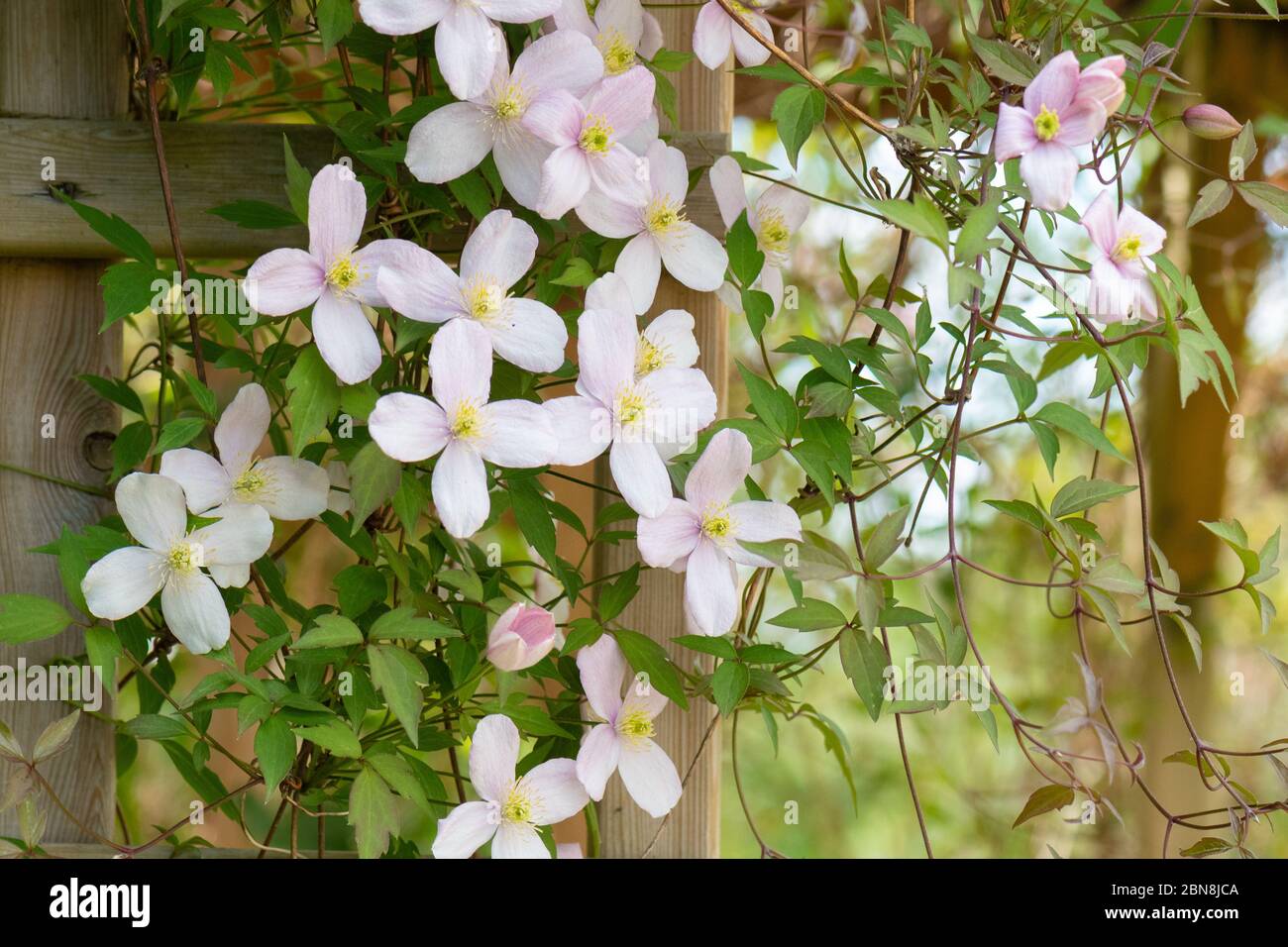 Clematis montana growing through trellis in UK garden Stock Photo