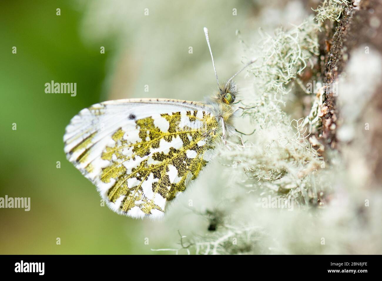 Orange tip butterfly - Anthocharis cardamines - female - resting on lichen - UK Stock Photo