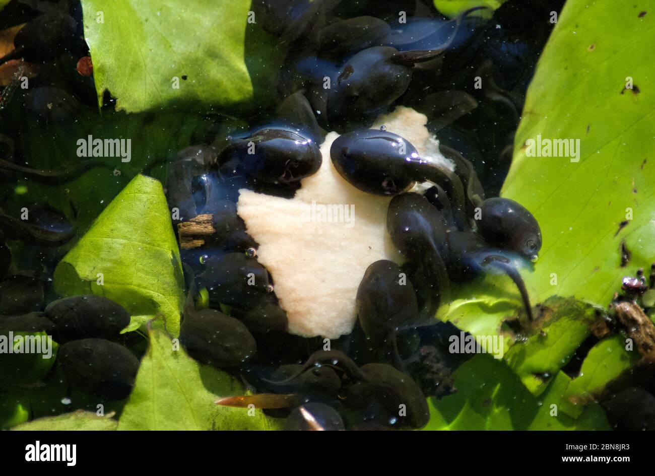 Tadpoles feeding on a piece of bread in Queensmere pond at Wimbledon