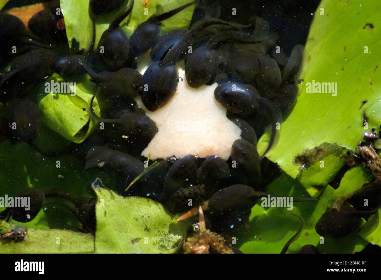 Tadpoles feeding on a piece of bread in Queensmere pond at Wimbledon