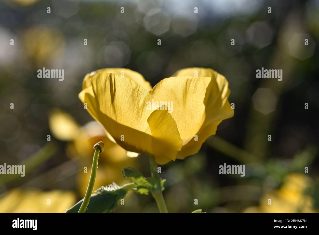 Yellow hornpoppy under back light Stock Photo