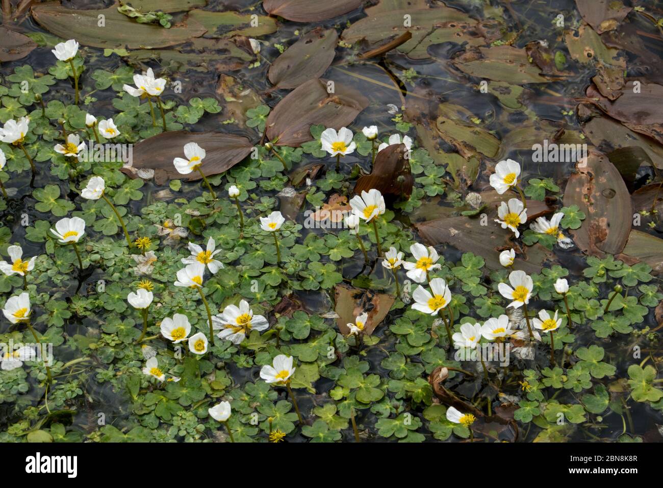 Blooming Water-crowfoot and floating leaves of Broad-leaved pondweed in a small river Stock Photo