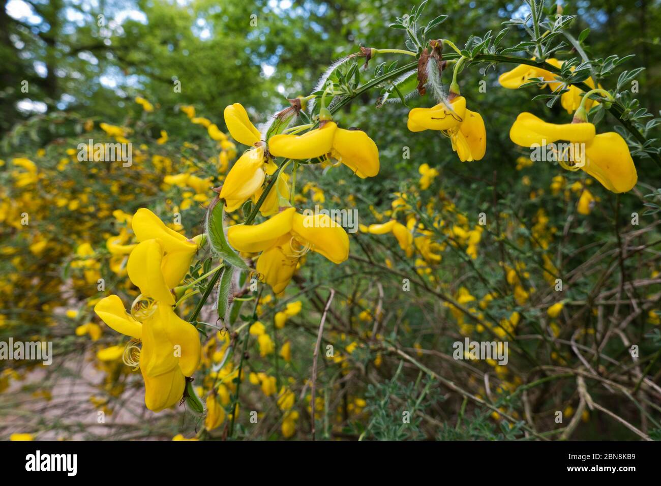 Golden yellow flowers and young seed pods on Common broom, also known as Scotch broom Stock Photo
