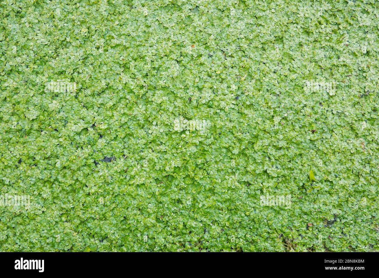 Green floating layer of Common Duckweed Stock Photo