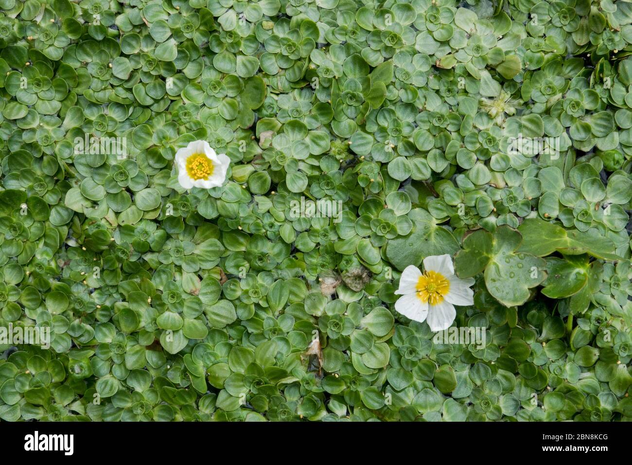 A green floating layer of Common Duckweed with two white flowers of Common Water-crowfood Stock Photo