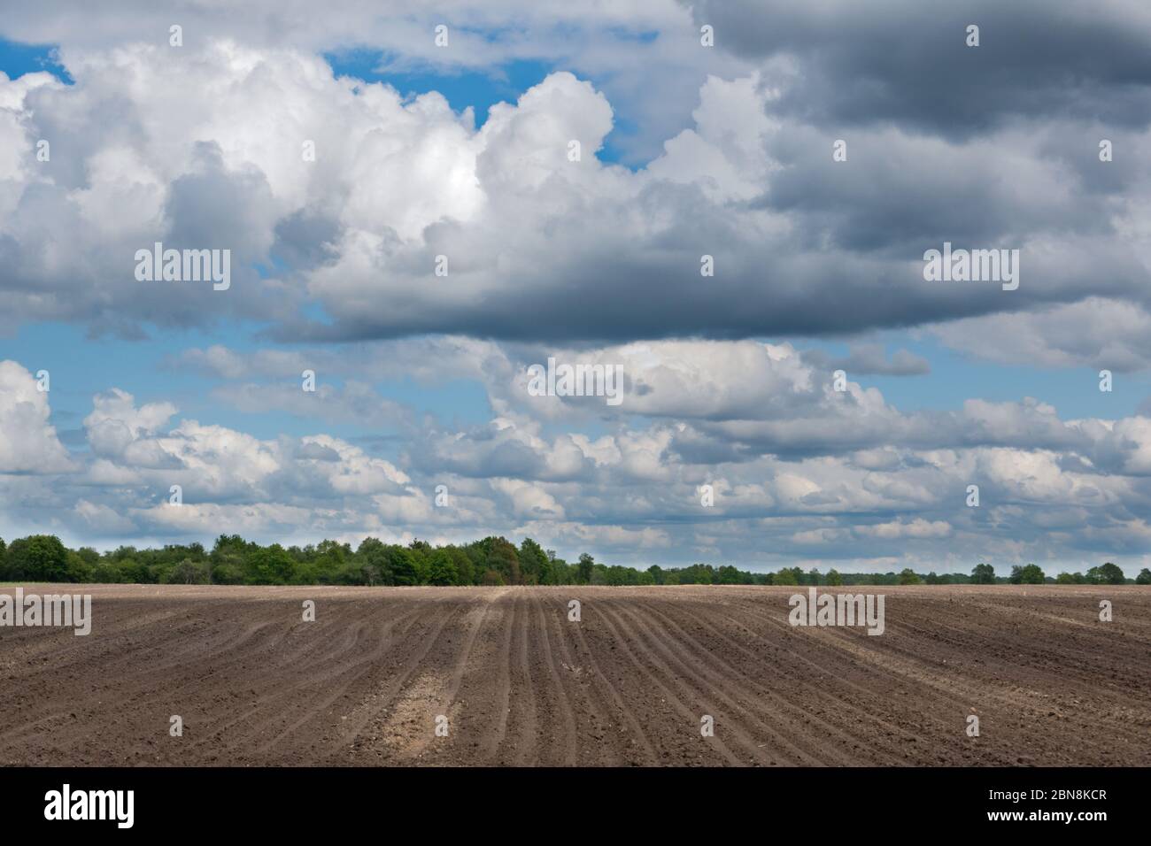 Agricultural landscape: pattern of ridges and furrows in a humic sandy field prepared for cultivation of potatoes under a blue sky with clouds Stock Photo