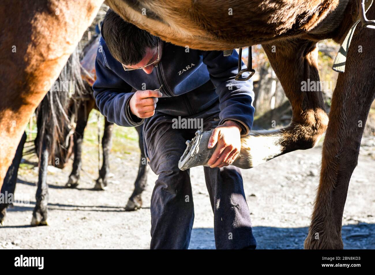 Caucasus, Tusheti region, Shenako. A rider watches over and cleans the horseshoes Stock