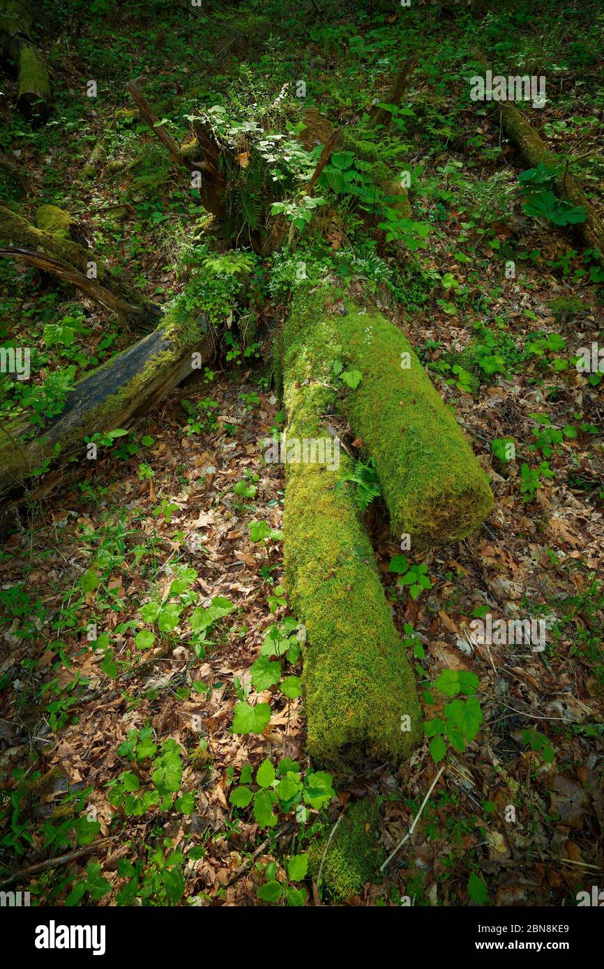 Moss covered log laying on forest floor. Stock Photo