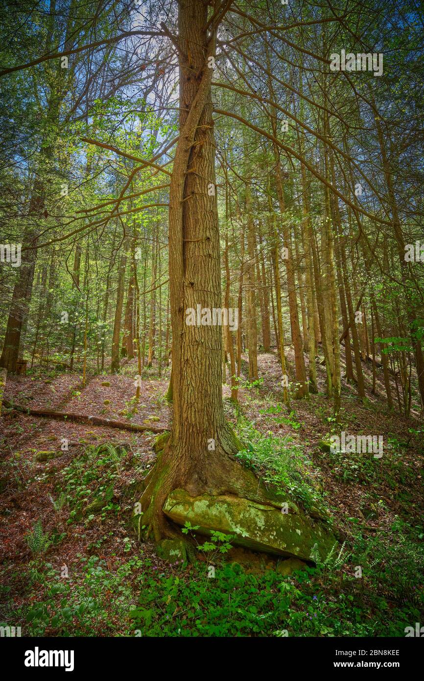 Hemlock tree growing around large sandstone boulder on forest lfloor. Stock Photo