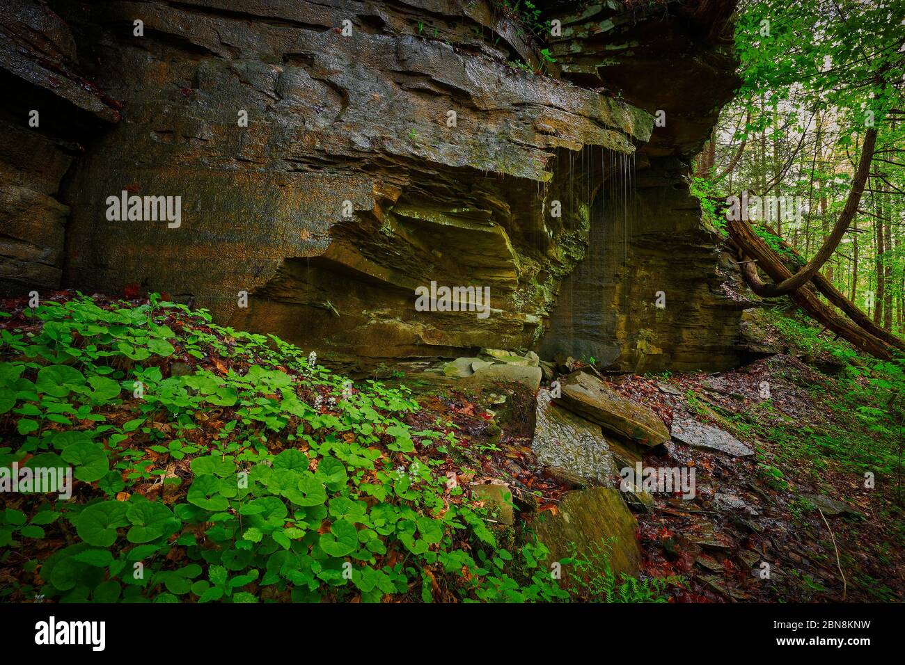 Small rock cliff with running water from a spring. Stock Photo
