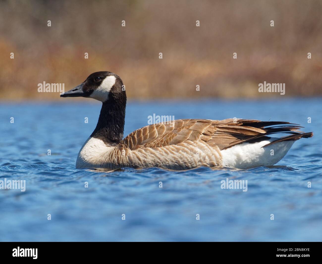 Quebec,Canada. A Canada goose in it's natural habitat Stock Photo - Alamy