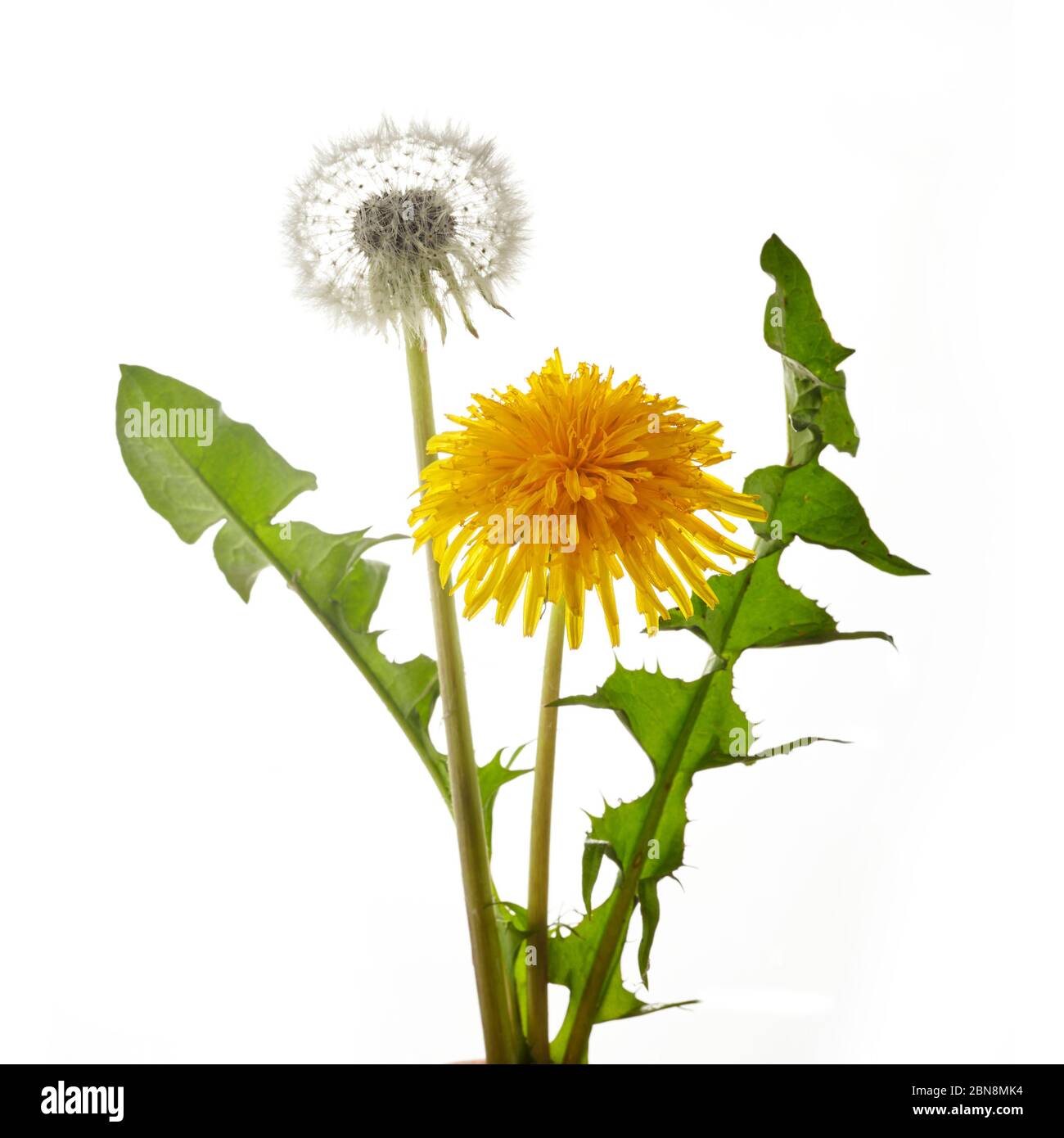 Dandelion flower with leaves isolated on white background Stock Photo