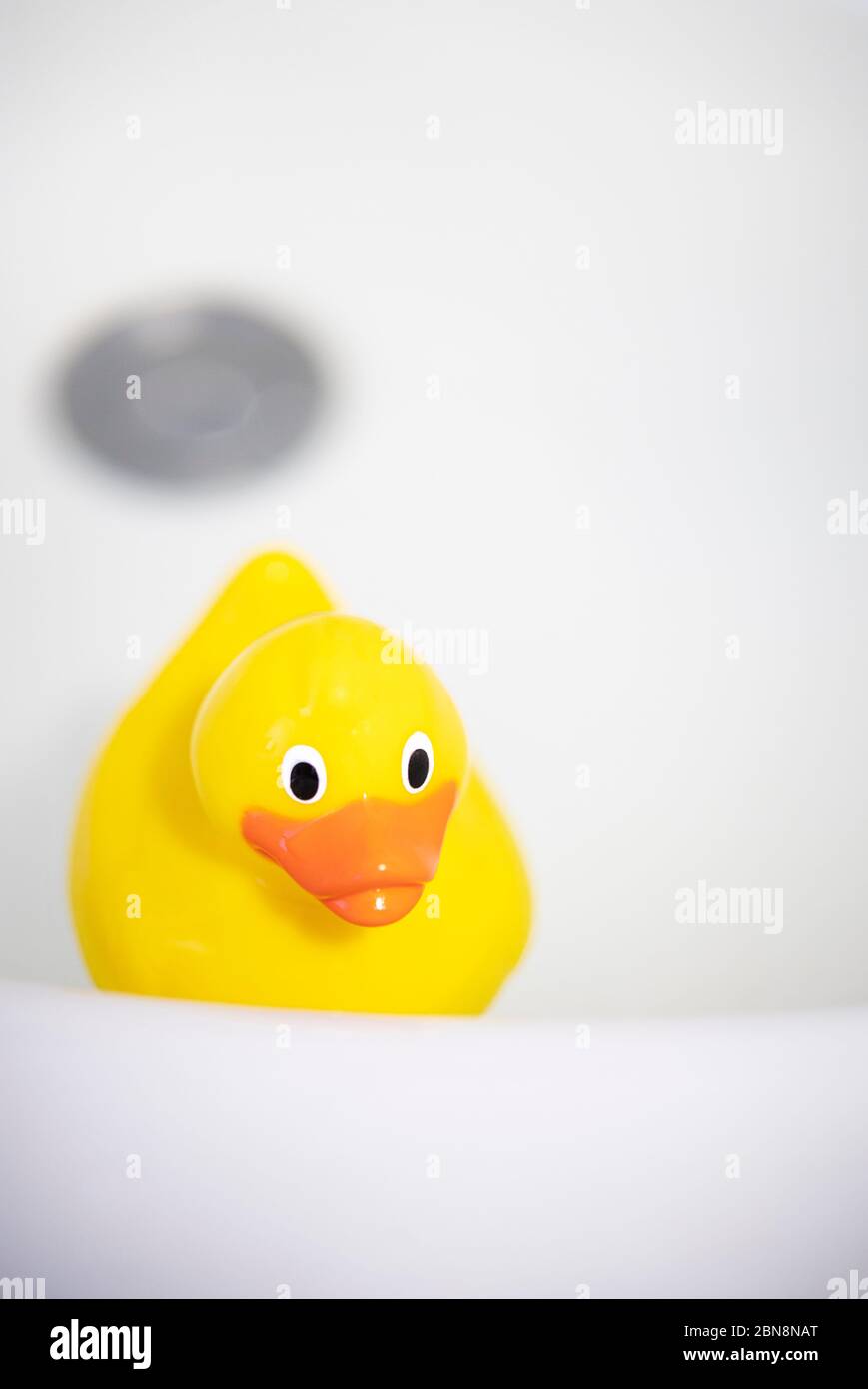 Yellow toy duck in a bath Stock Photo - Alamy