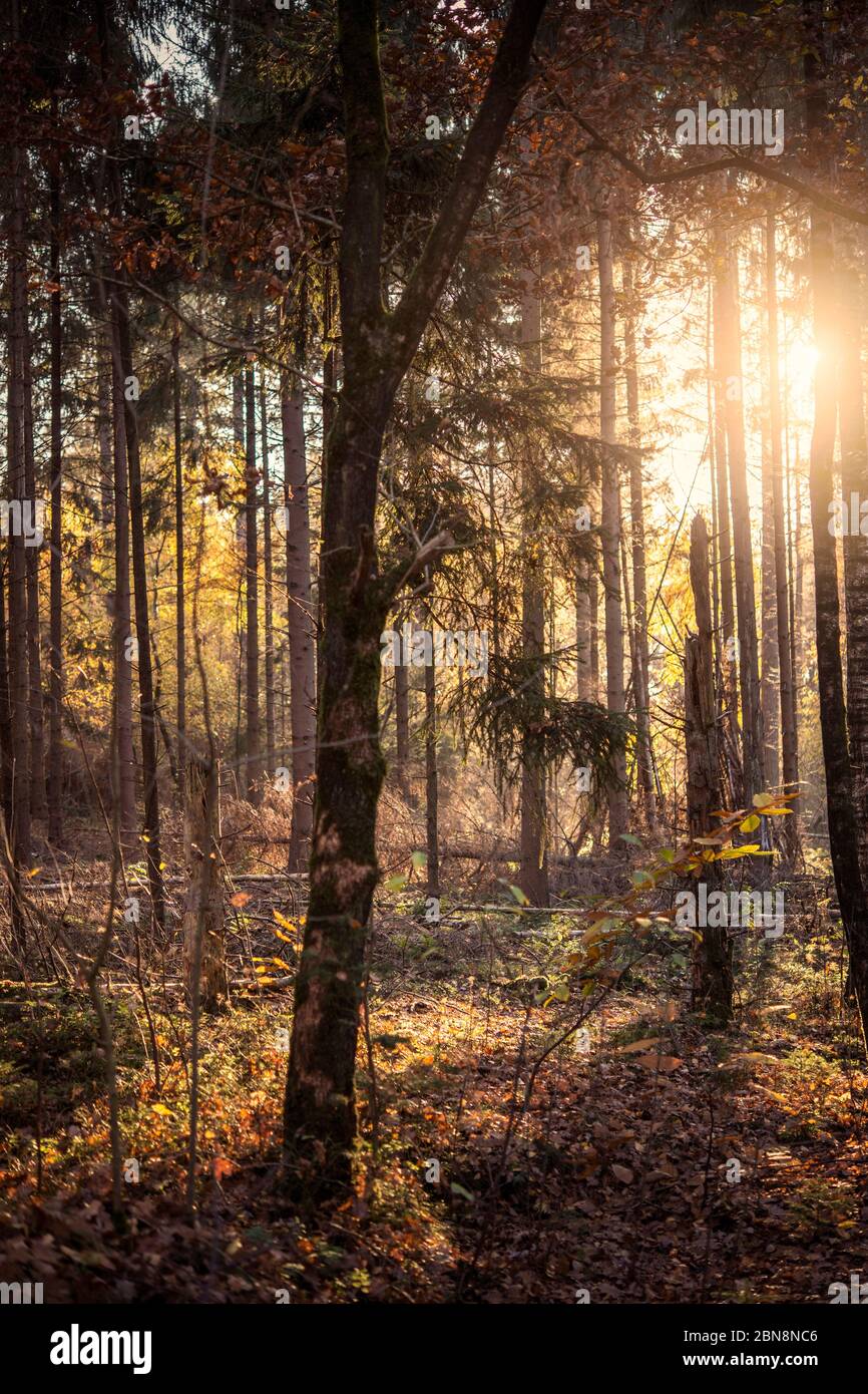Sunlight shining through trees in a forest Stock Photo