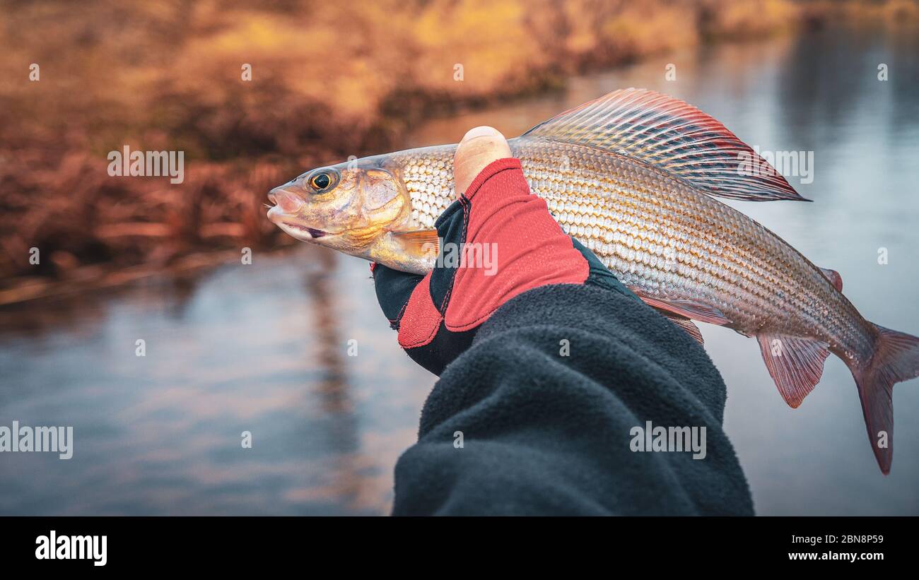 Grayling is fly fishing in fresh water Stock Photo Alamy