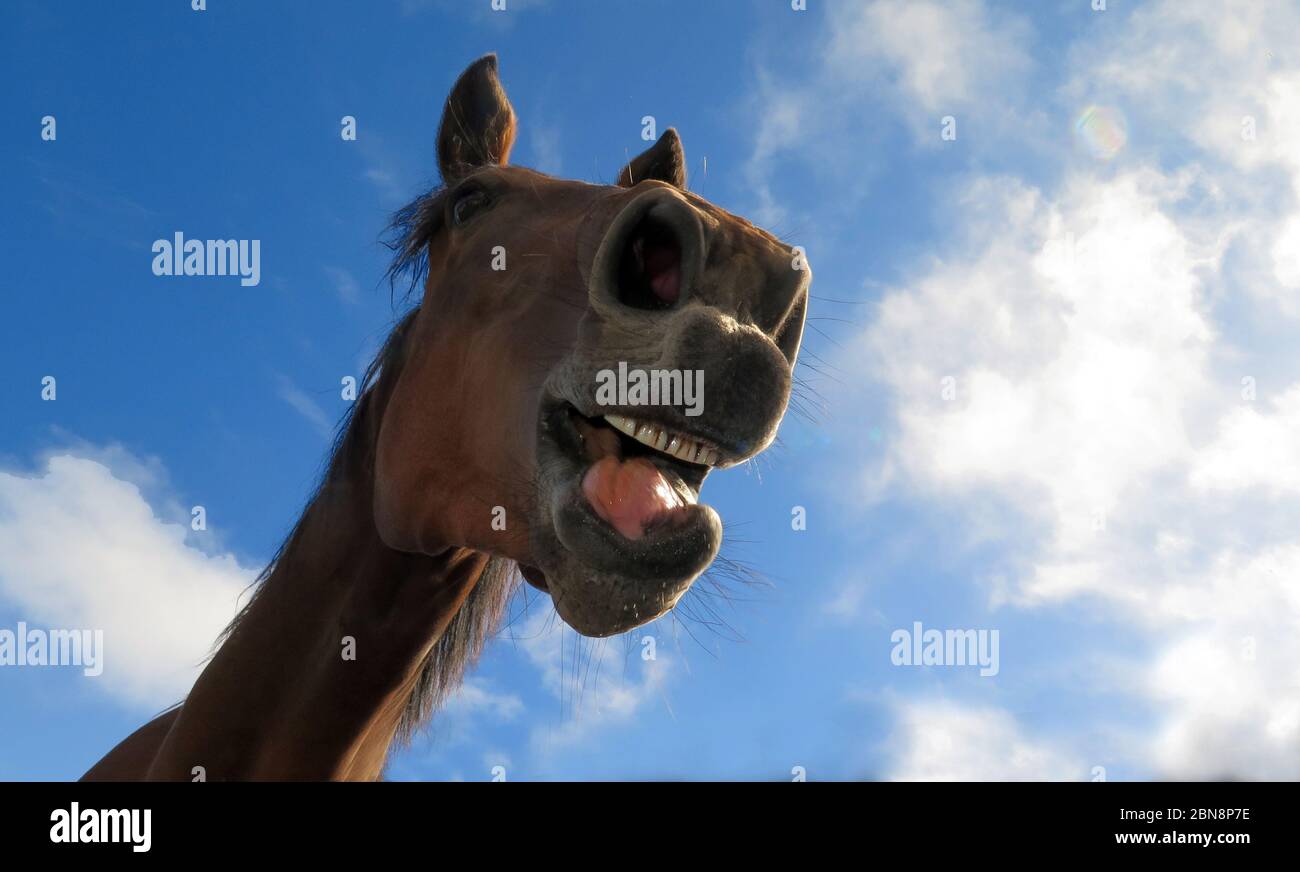 Horsing Around Stock Photo