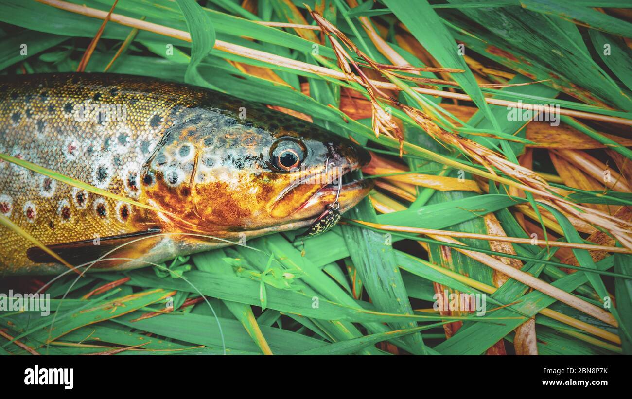 A beautiful brown trout is caught spinning Stock Photo Alamy