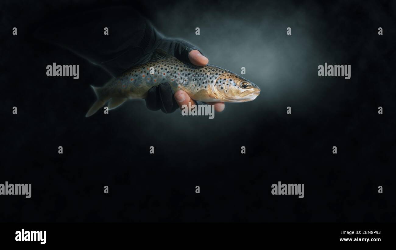The big rainbow trout hi-res stock photography and images - Page 3