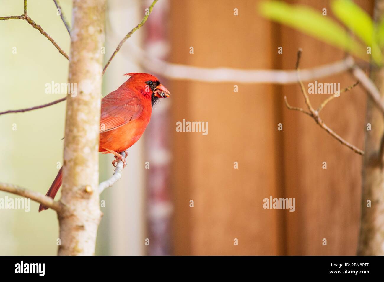 Male Northern Cardinal bird, Cardinalis Cardinalis, perched on a tree limb with food for his young chicks in beak. Stock Photo
