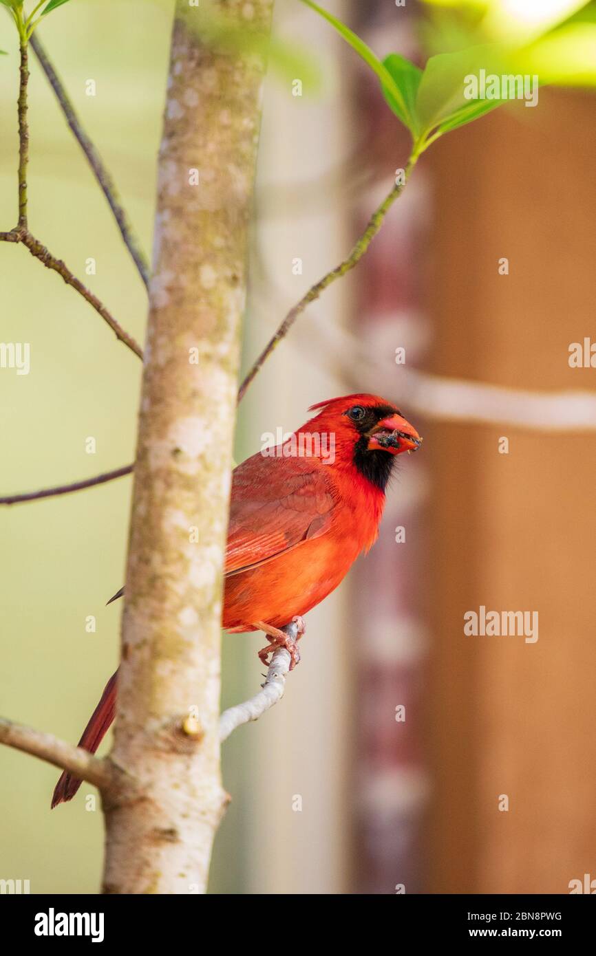 Male Northern Cardinal bird, Cardinalis Cardinalis, perched on a tree limb with food for his young chicks in beak. Stock Photo