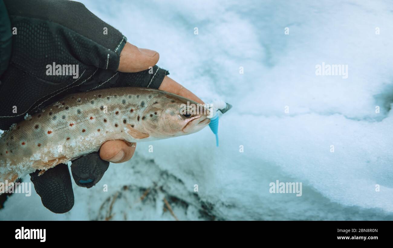 A beautiful brown trout is caught spinning Stock Photo Alamy