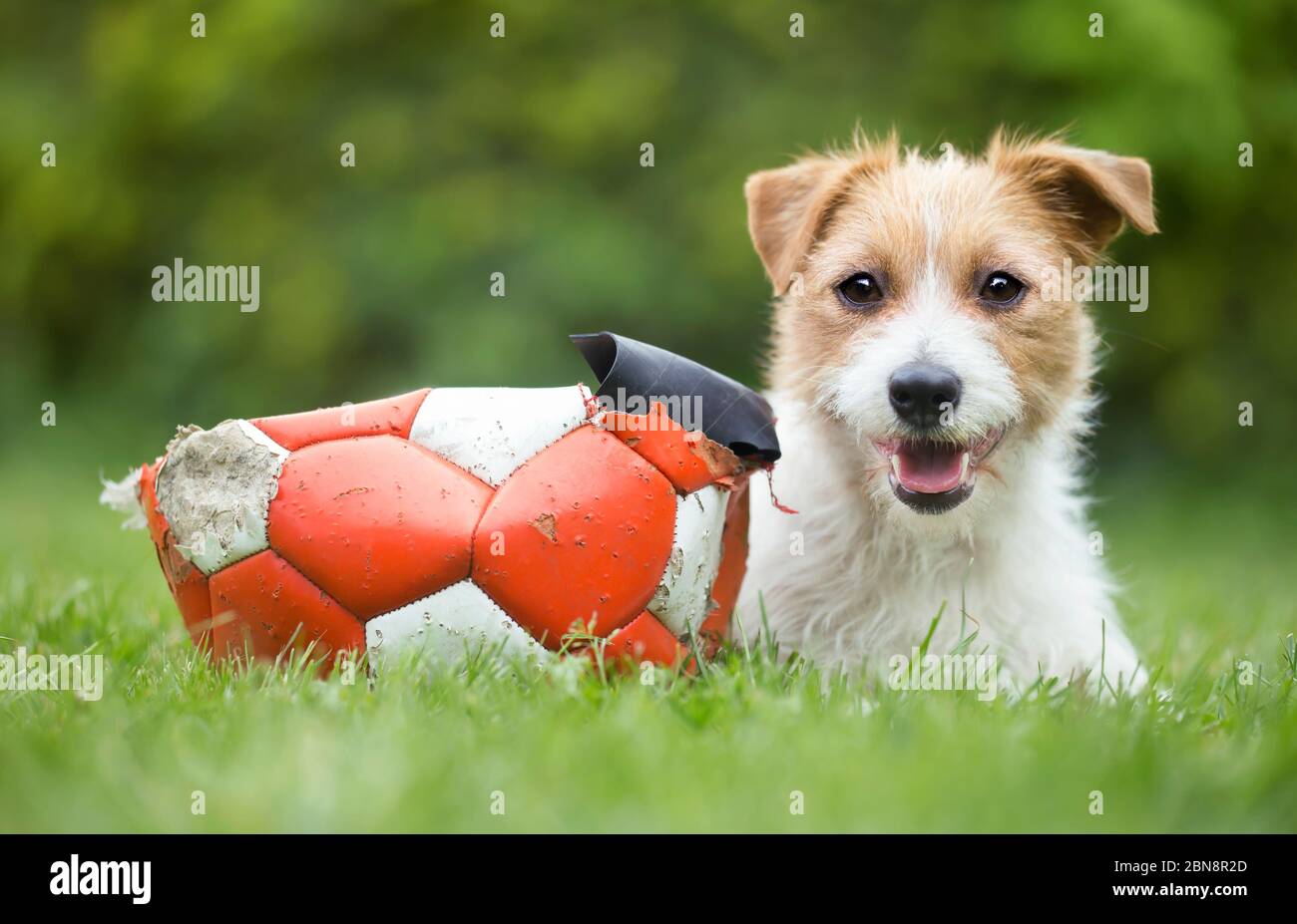 Ball chewed hires stock photography and images Alamy