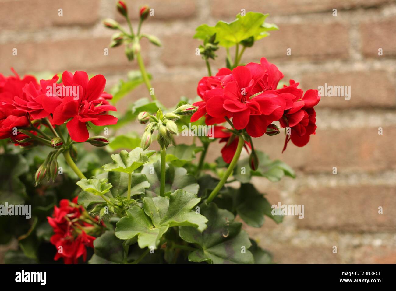 beautiful red geranium flowers closeup in a flowerbox at a wall of a ...