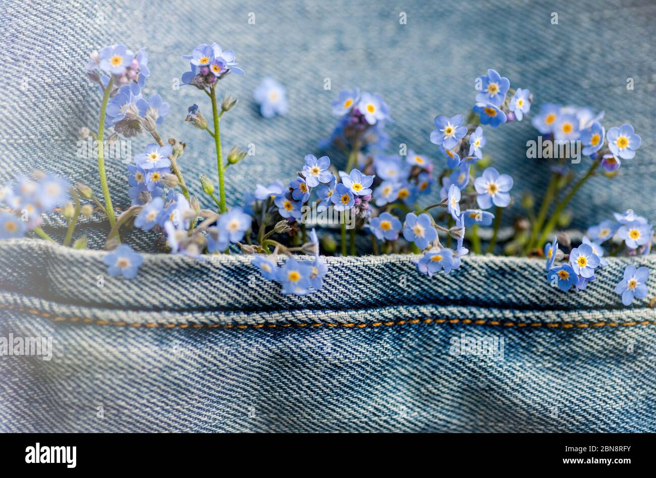 Me Blue Blue Adorable Forget Me Not Flowers in Jean Pocket Stock Photo - Alamy
