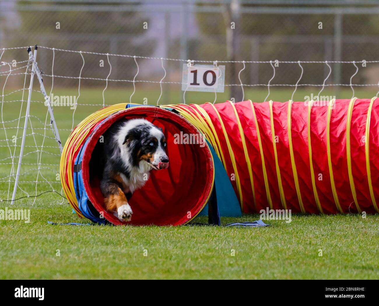 Aussie agility 2025