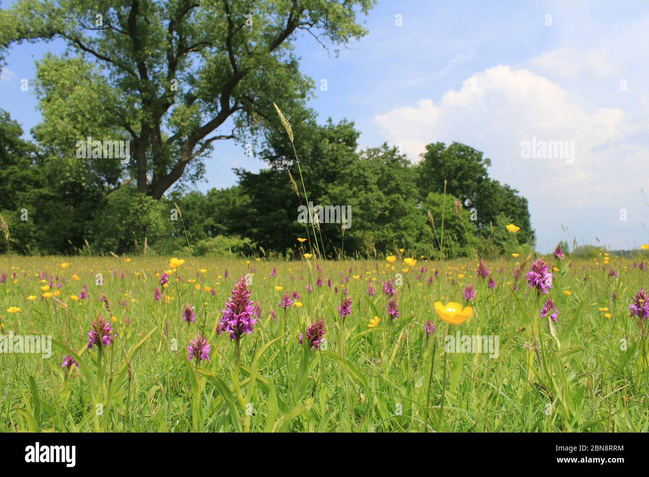a natural meadow with purple wild orchids and buttercups and a forest with trees and a blue sky in the background in the netherlands in springtime Stock Photo