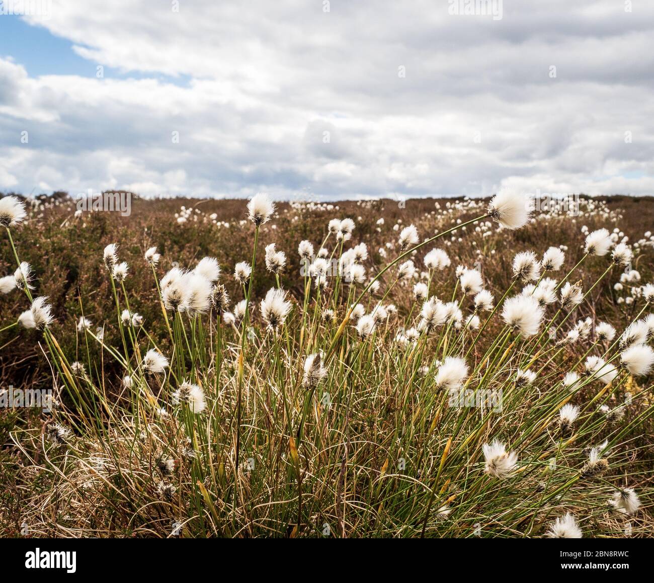 Hare’s-tail  cottongrass (Eriophorum vaginatum)  on a Yorkshire moorland Stock Photo