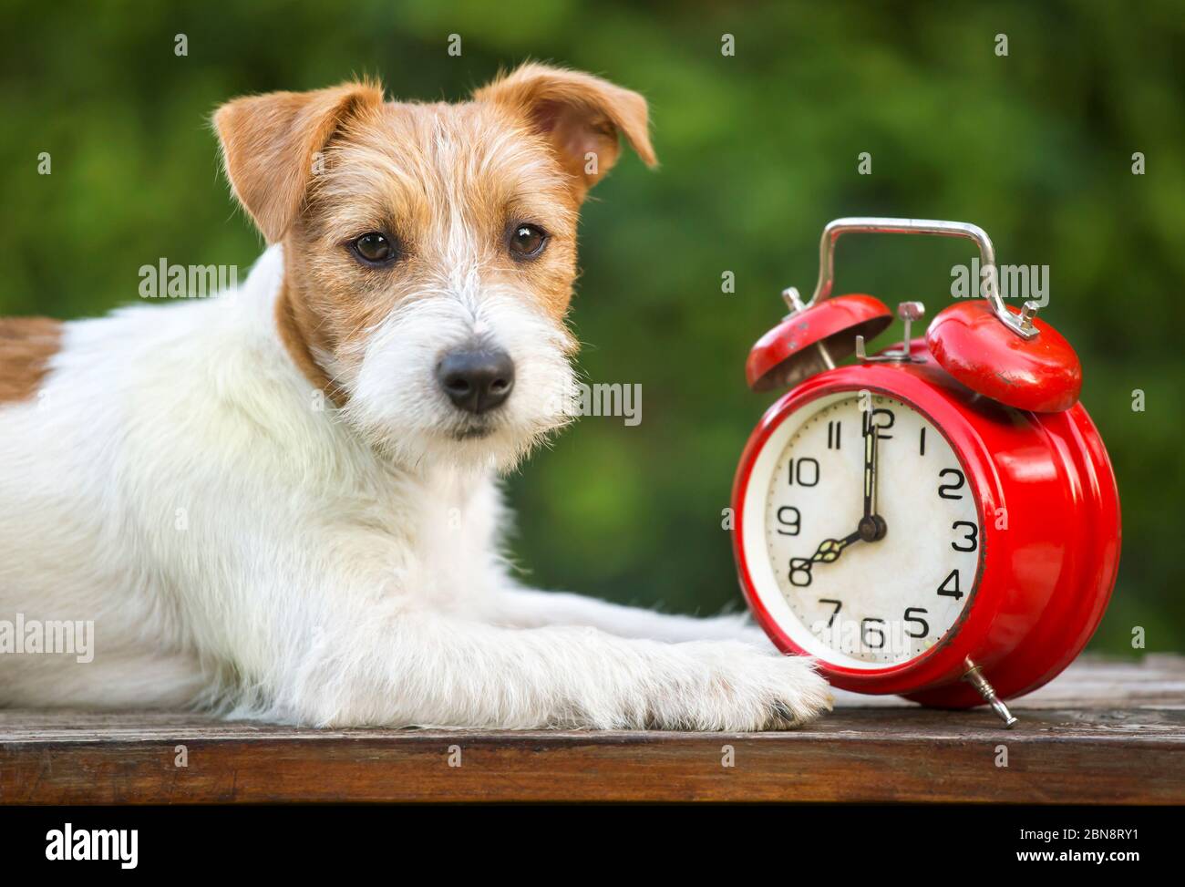 Obedient pet training smart happy jack russell puppy lying with an