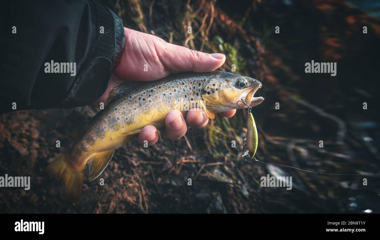 A beautiful brown trout is caught spinning Stock Photo Alamy