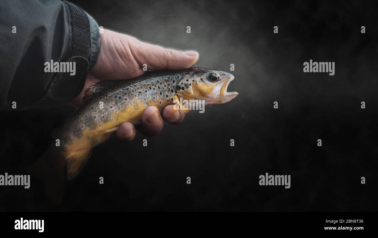 Beautiful trout close-up on a dark background. Stock Photo