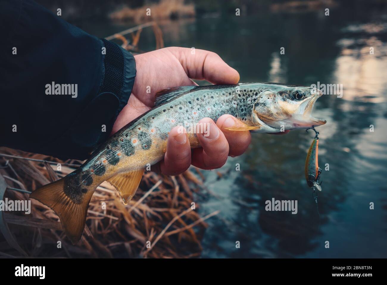 A beautiful brown trout is caught spinning Stock Photo Alamy