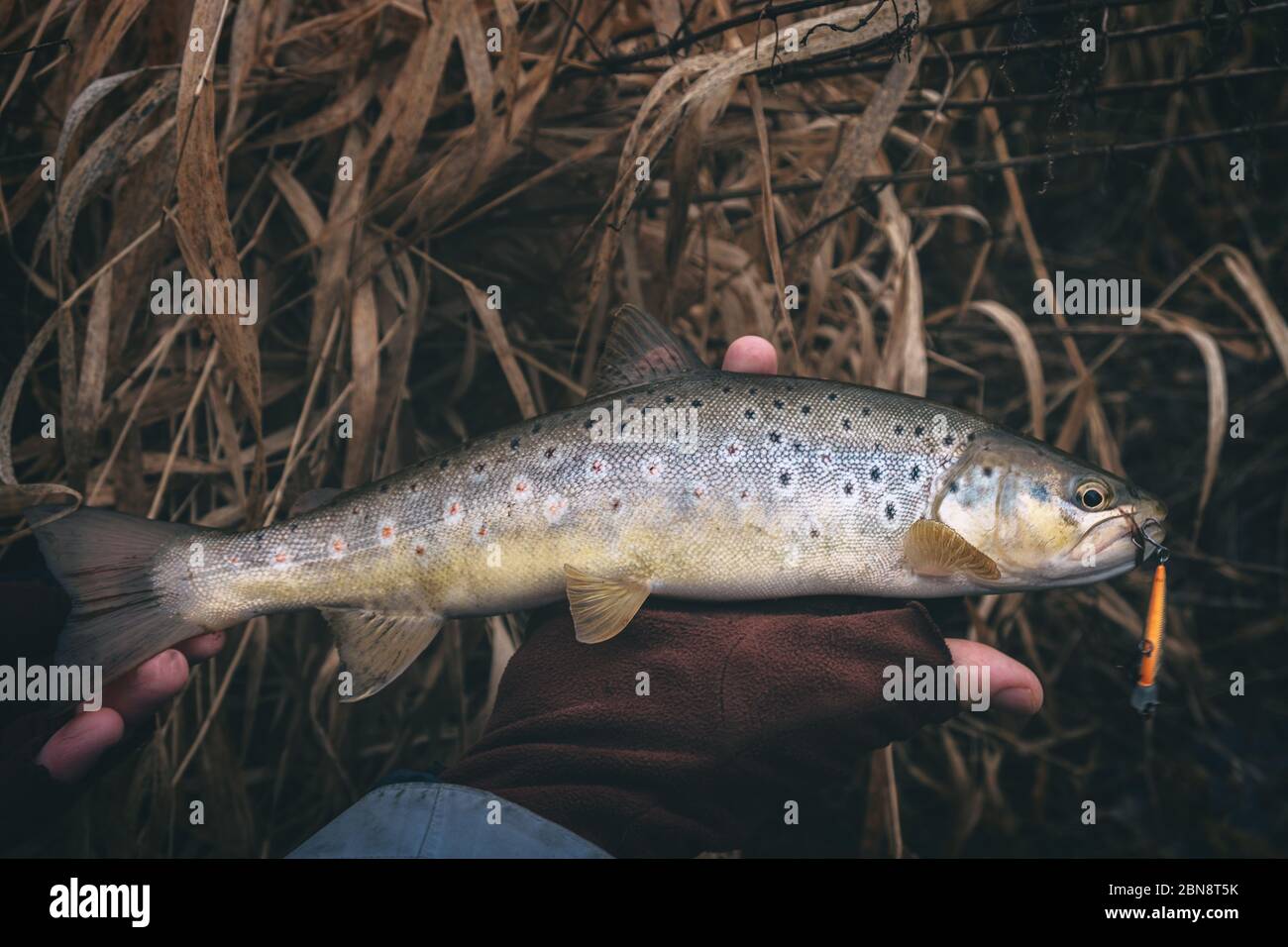 A beautiful brown trout is caught spinning. Stock Photo