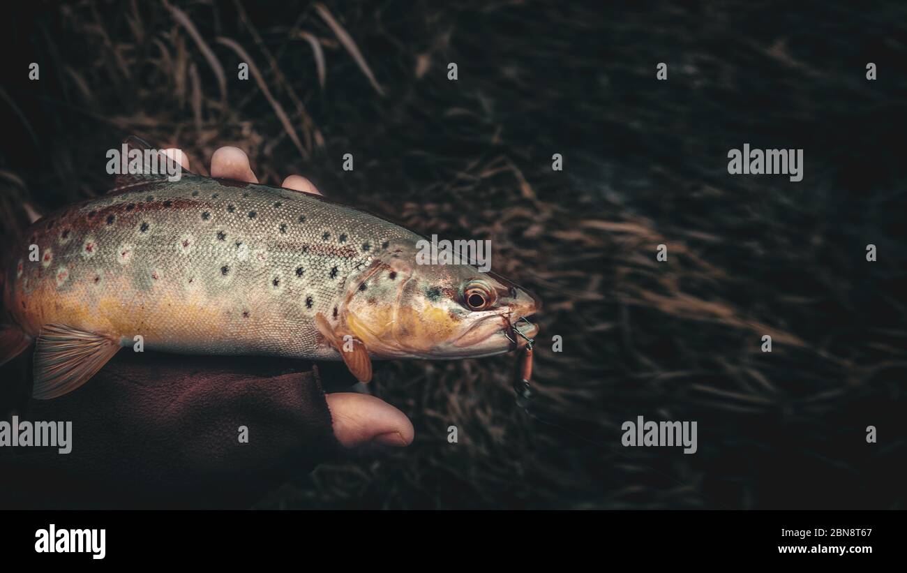 Brown trout in the hand of a fisherman. Spinning fishing. Stock Photo