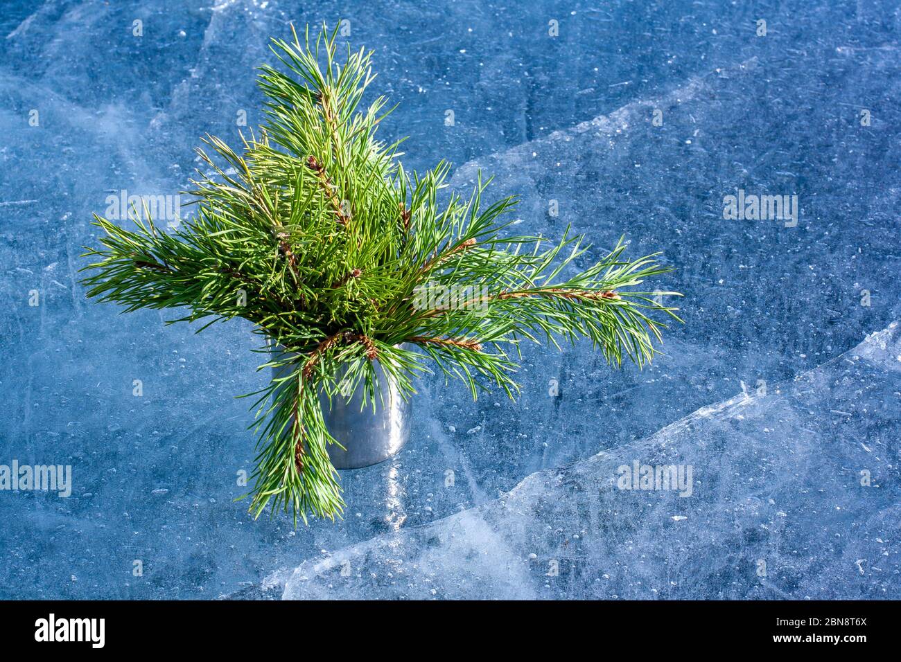 Cedar branches are in an iron mug on the ice of the lake. Green coniferous twigs on blue ice with cracks and frozen air bubbles. Horizontal. Stock Photo