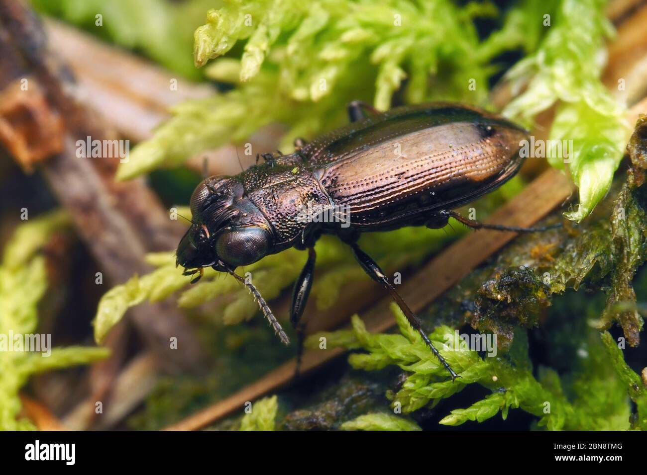 Notiophilus biguttatus ground beetle crawling along forest floor. Tipperary, Ireland Stock Photo
