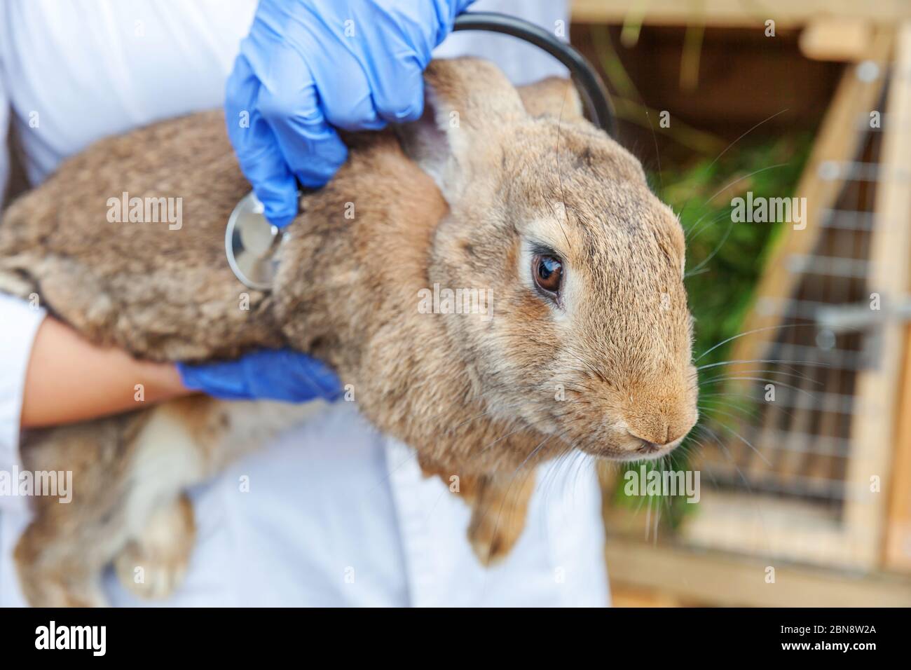 Veterinarian woman with stethoscope holding and examining rabbit on