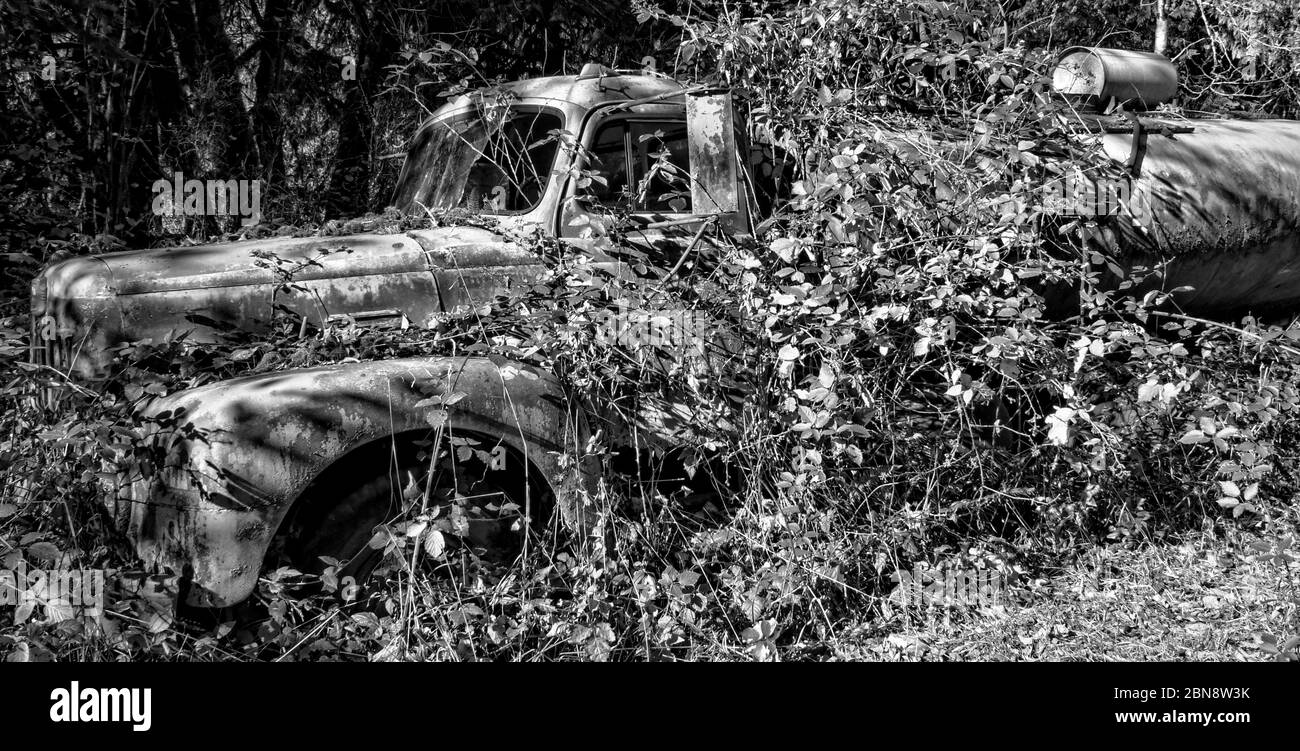 Old Truck in Weeds Stock Photo