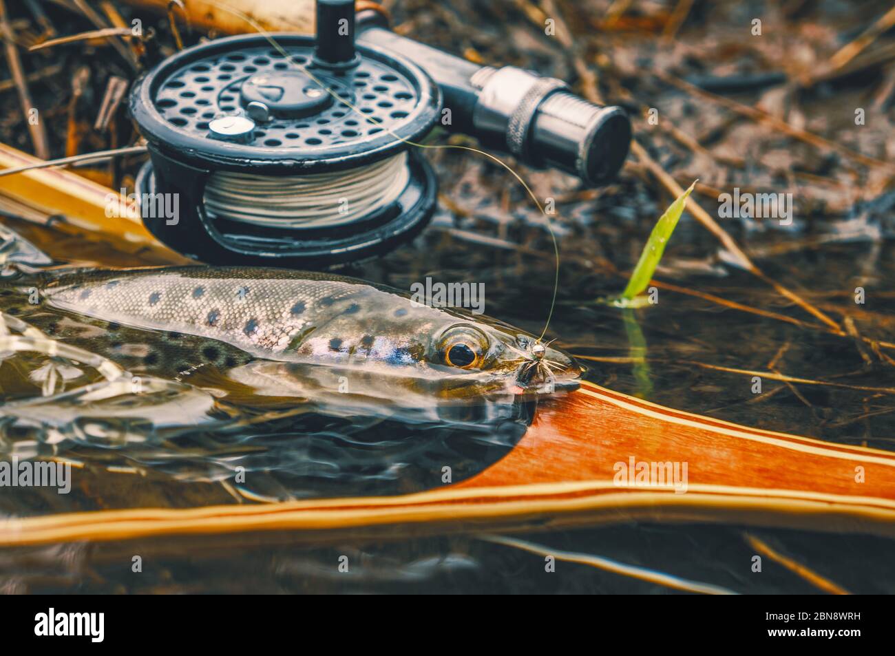 Brown trout caught on a nymph. Fly fishing Stock Photo Alamy