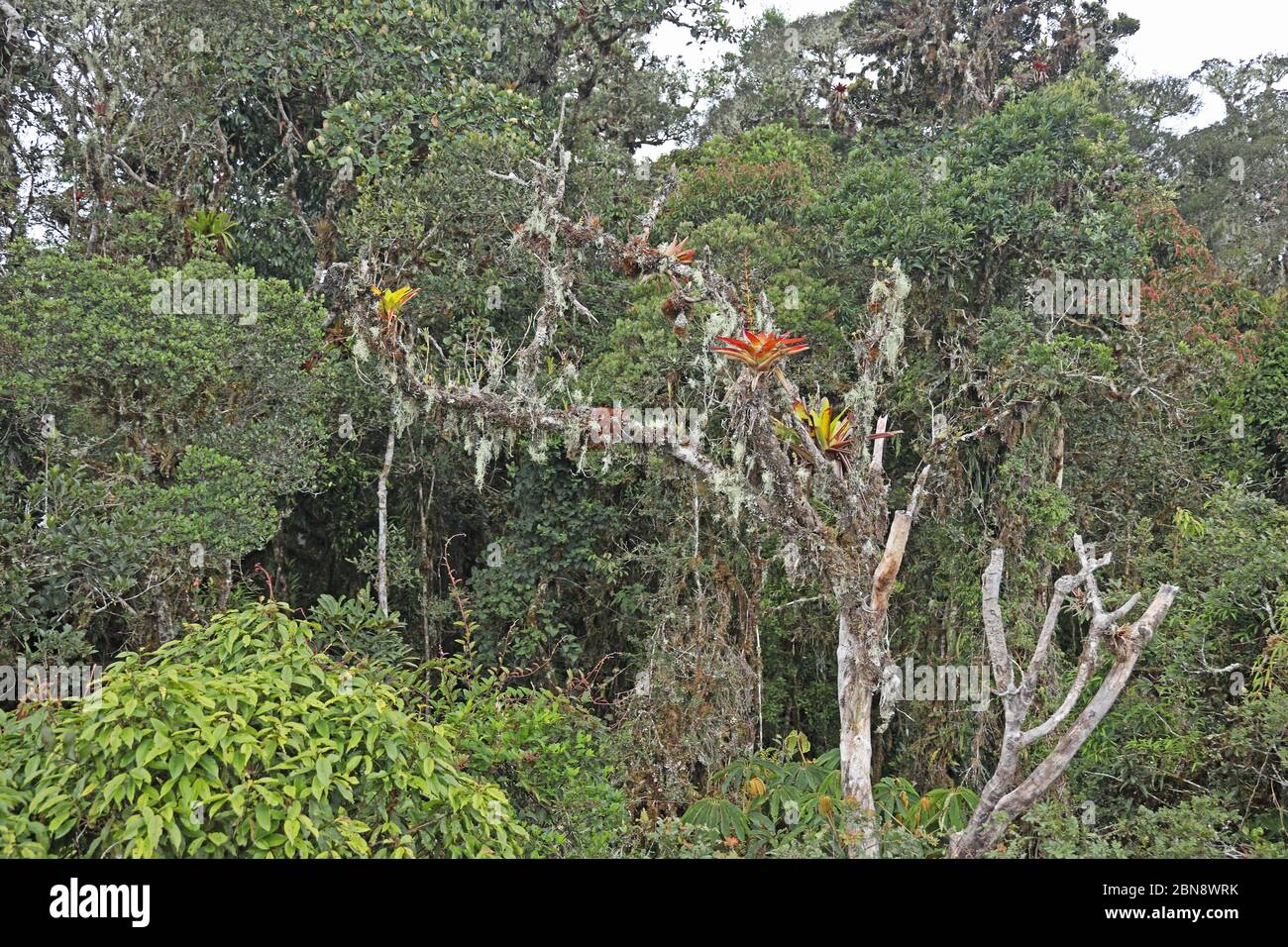 epiphytes growing on tree  Owlet Lodge, Peru                February Stock Photo