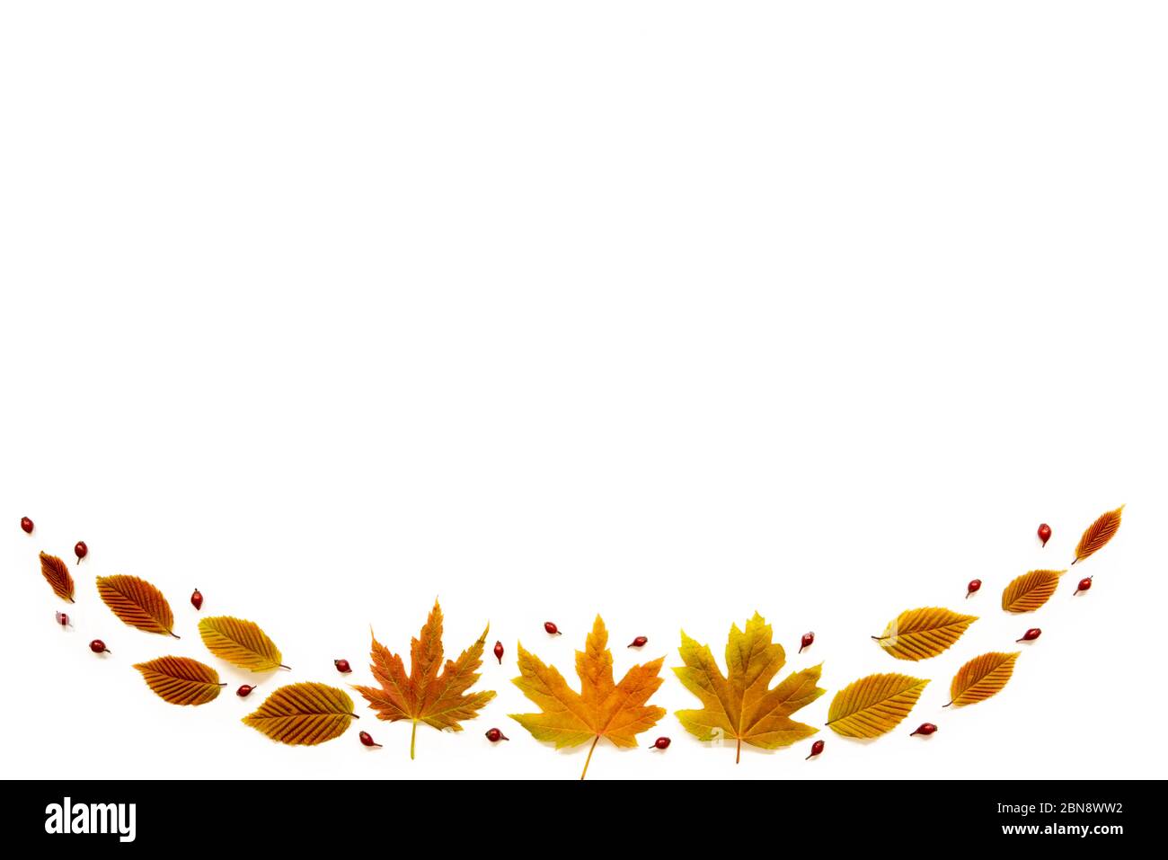 Colorful Autumn Leaves With Copy Space, White Isolated Background Stock ...