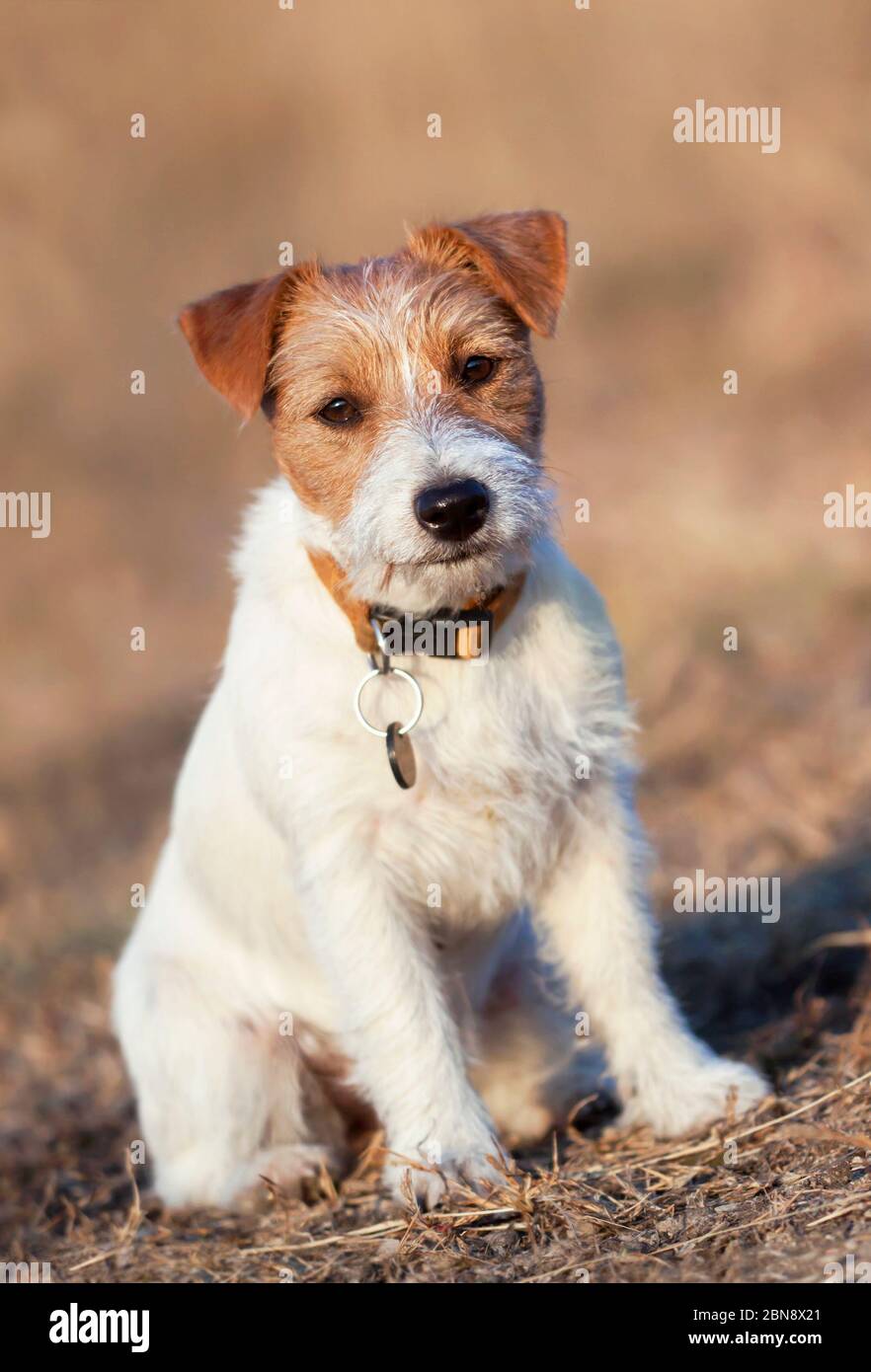 Wire haired jack russell hi-res stock photography and images - Alamy