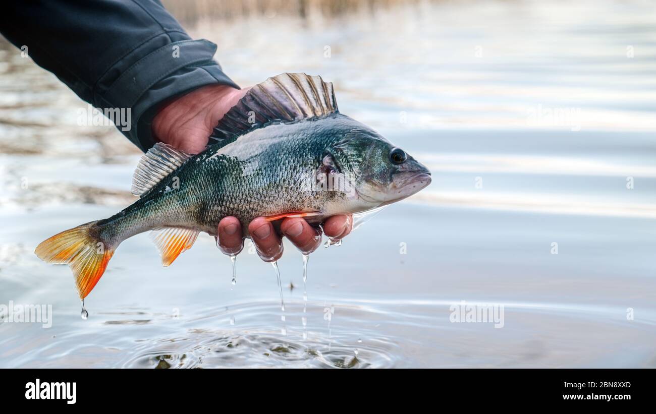 A beautiful perch in the hand of a fisherman. Stock Photo