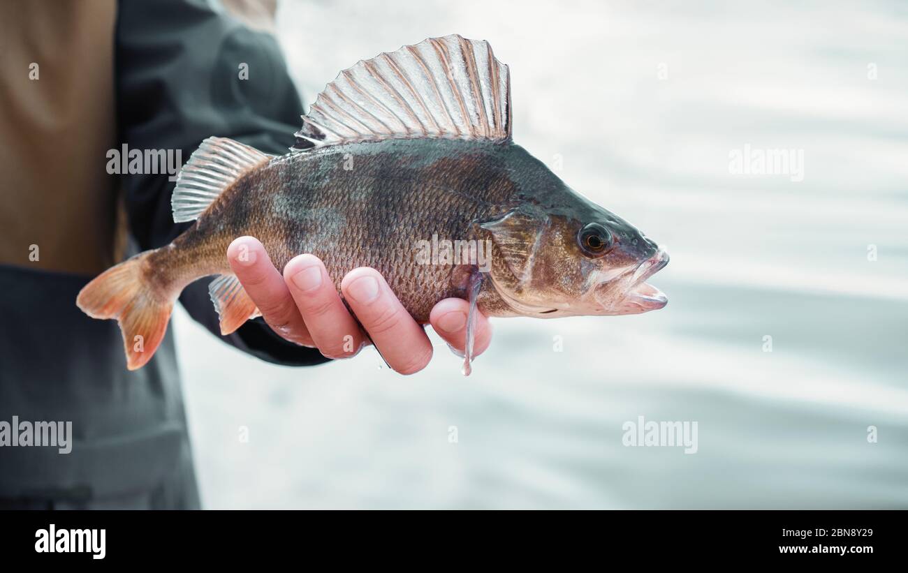 Yellow perch fish hi-res stock photography and images - Page 2 - Alamy