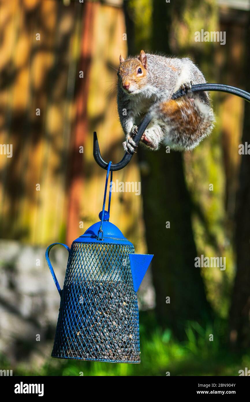 Squirrel Caught Eating Bird Seed Stock Photo Alamy
