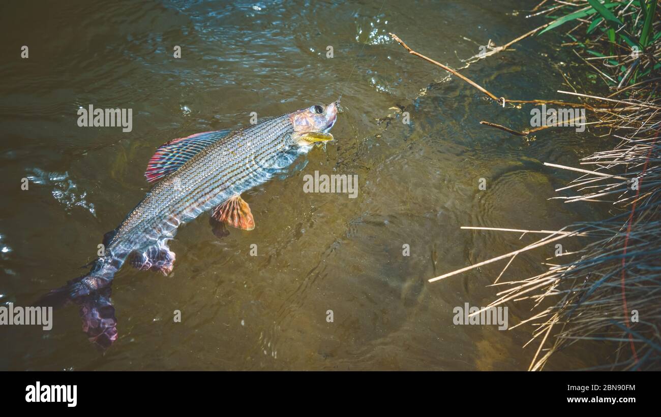 Caught grayling fish hi-res stock photography and images - Alamy