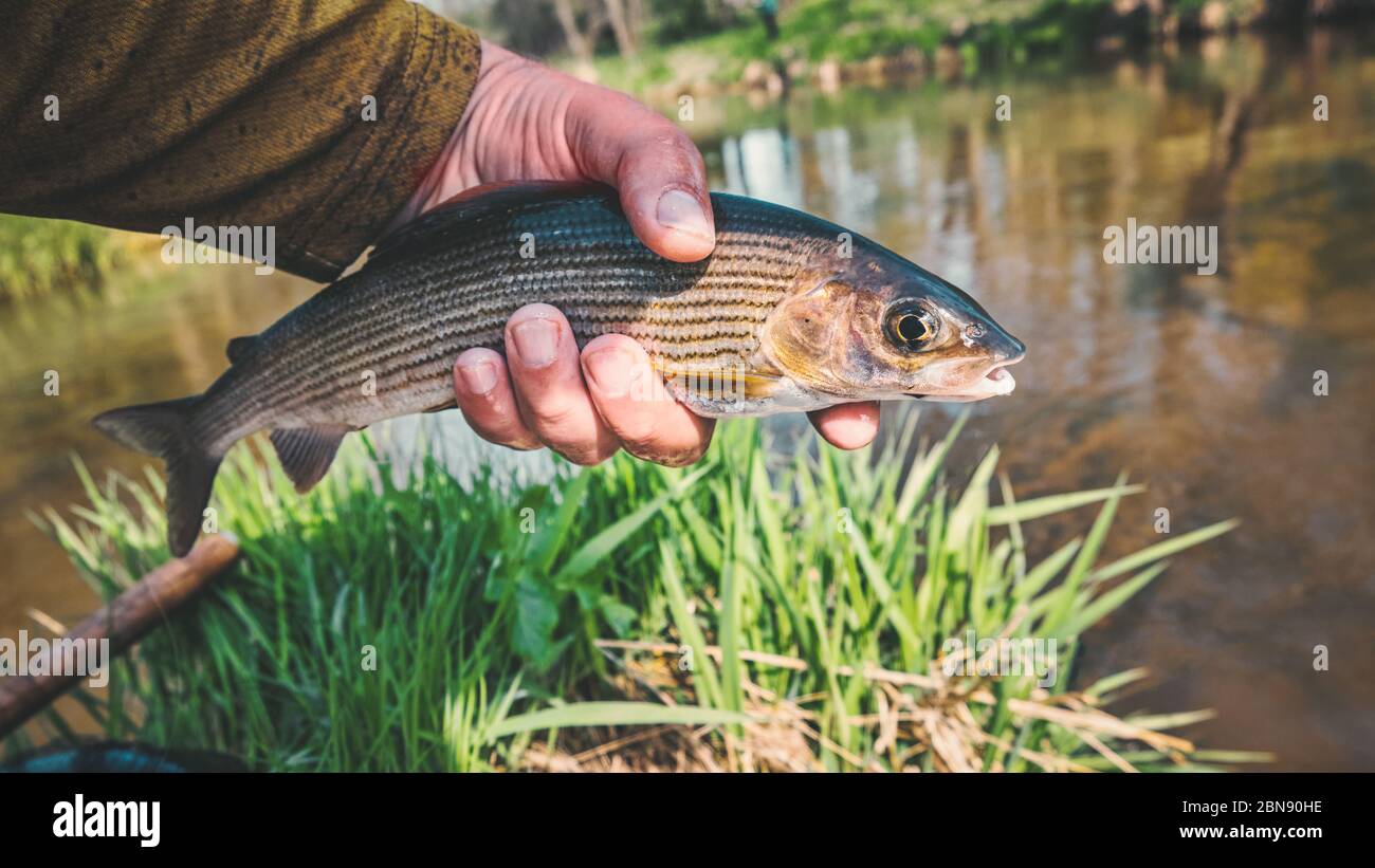 Beautiful grayling caught while fly fishing Stock Photo Alamy